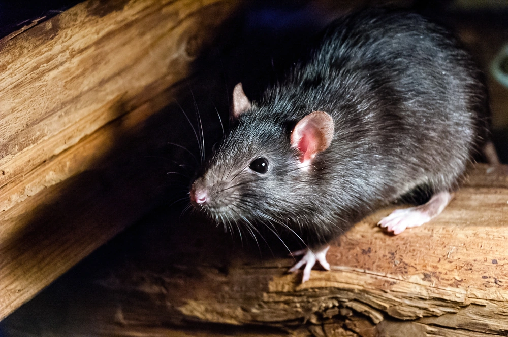 Black Rats